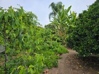 BackyardCherimoya-20250628.jpg