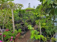 Cherimoya Nursery20250628.jpg