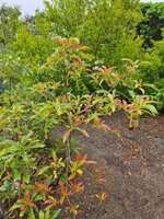 ReedFruiting20250628.jpg