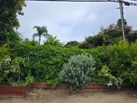 CliffRaisedBed-20250628.jpg