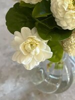 IMG_2603.jpeg