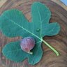 Figs4all