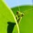 grasshopper